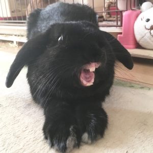 ココアちゃんが虹の橋へ向かいました